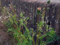 Sanguisorba minor ssp balearica 15, Moespimpernel, Saxifraga-Ed Stikvoort