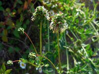 Sanguisorba minor ssp balearica 16, Moespimpernel, Saxifraga-Ed Stikvoort