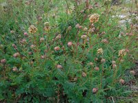 Sanguisorba minor ssp minor 23, Kleine pimpernel, Saxifraga-Ed Stikvoort