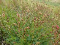 Sanguisorba minor ssp minor 24, Kleine pimpernel, Saxifraga-Ed Stikvoort