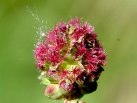 Sanguisorba minor ssp minor 28, Kleine pimpernel, Saxifraga-Sonja Bouwman