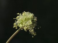 Sanguisorba minor ssp minor 3, Kleine pimpernel, Saxifraga-Jan van der Straaten