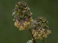 Sanguisorba minor ssp minor 5, Kleine pimpernel, Saxifraga-Willem van Kruijsbergen