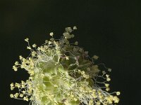 Sanguisorba minor ssp minor 7, Kleine pimpernel, Saxifraga-Jan van der Straaten