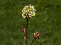 Sanguisorba minor ssp minor 8, Kleine pimpernel, Saxifraga-Jan van der Straaten