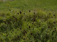 Sanguisorba officinalis 7, Grote pimpernel, Saxifraga-Jan van der Straaten