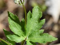 Sanicula europaea 43, Heelkruid, Saxifraga-Sonja Bouwman  938. Heelkruid - Sanicula europaea - Apiaceae familie (i)