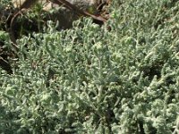 Santolina chamaecyparissus 5, Saxifraga-Rutger Barendse