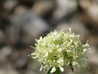 Saponaria bellidifolia 2, Saxifraga-Jasenka Topic