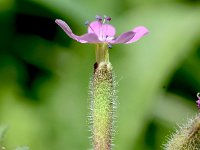 Saponaria ocymoides 43, Muurzeepkruid, Saxifraga-Sonja Bouwman  Muurzeepkruid - Saponaria ocymoides - Caryophyllaceae familie