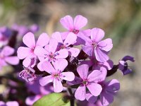 Saponaria ocymoides 45, Muurzeepkruid, Saxifraga-Sonja Bouwman  930. Muurzeepkruid - Saponaria ocymoides - Caryophyllaceae familie (zw)