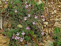 Saponaria ocymoides 47, Muurzeepkruid, Saxifraga-Hans Grotenhuis