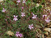 Saponaria ocymoides 48, Muurzeepkruid, Saxifraga-Hans Grotenhuis