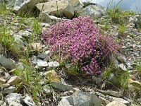 Saponaria ocymoides 51, Muurzeepkruid, Saxifraga-Hans Grotenhuis