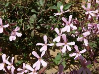 Saponaria ocymoides 52, Muurzeepkruid, Saxifraga-Hans Grotenhuis