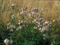 Saponaria officinalis 42, Zeepkruid, Saxifraga-Jan van der Straaten