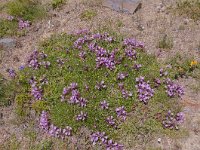 Saponaria pumila 8, Saxifraga-Luuk Vermeer