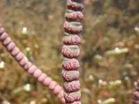 Sarcocornia fruticosa 2, Saxifraga-Jasenka Topic