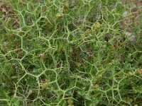 Sarcopoterium spinosum 10, Saxifraga-Ed Stikvoort : Agia Marina s9900