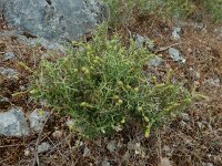 Sarcopoterium spinosum 11, Saxifraga-Ed Stikvoort : Agia Marina s9900