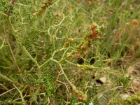 Sarcopoterium spinosum 12, Saxifraga-Ed Stikvoort : Vathi - Gidaki beach Ithaki s9900