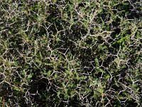 Sarcopoterium spinosum 13, Saxifraga-Ed Stikvoort