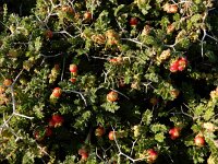 Sarcopoterium spinosum 14, Saxifraga-Ed Stikvoort