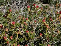 Sarcopoterium spinosum 15, Saxifraga-Ed Stikvoort