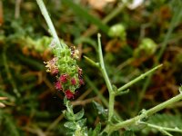 Sarcopoterium spinosum 16, Saxifraga-Ed Stikvoort : Vathi - Gidaki beach Ithaki s9900