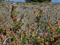Sarcopoterium spinosum 8, Saxifraga-Ed Stikvoort