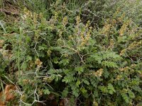 Sarcopoterium spinosum 9, Saxifraga-Ed Stikvoort