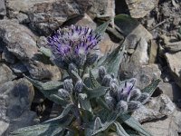 Saussurea alpina ssp depressa 7, Saxifraga-Harry Jans