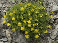 Saxifraga aizoides, Yellow Saxifrage