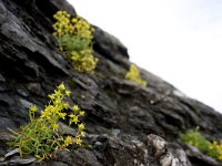 Saxifraga aizoides 72, Saxifraga-Jelmer Reyntjes : Gele bergsteenbreek, Saxifraga aizoides, bloei, bloeien, bloem, bloemen, noorwegen, plant, planten, rots