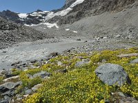 Saxifraga aizoides 91, Saxifraga-Harry Jans