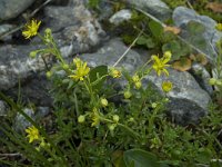 Saxifraga aizoides 10, Saxifraga-Willem van Kruijsbergen