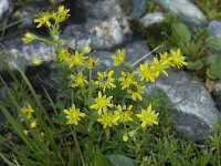 Saxifraga aizoides 11, Saxifraga-Willem van Kruijsbergen