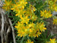 Saxifraga aizoides 12, Saxifraga-Jan van der Straaten