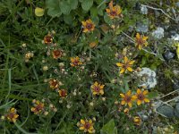 Saxifraga aizoides 14, Saxifraga-Willem van Kruijsbergen