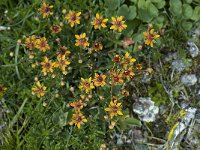 Saxifraga aizoides 15, Saxifraga-Willem van Kruijsbergen