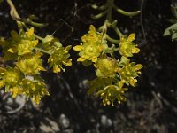 Saxifraga aizoides 16, Saxifraga-Jan van der Straaten