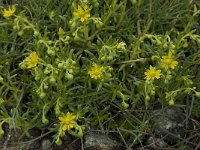 Saxifraga aizoides 17, Saxifraga-Willem van Kruijsbergen