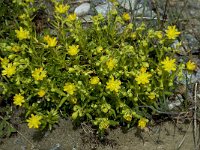 Saxifraga aizoides 18, Saxifraga-Willem van Kruijsbergen