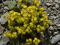 Saxifraga aizoides 19, Saxifraga-Willem van Kruijsbergen