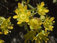 Saxifraga aizoides 2, Saxifraga-Jan van der Straaten