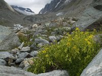 Saxifraga aizoides 20, Saxifraga-Willem van Kruijsbergen