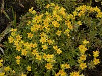 Saxifraga aizoides 22, Saxifraga-Willem van Kruijsbergen