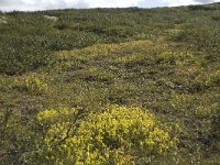 Saxifraga aizoides 23, Saxifraga-Willem van Kruijsbergen