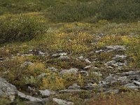 Saxifraga aizoides 24, Saxifraga-Willem van Kruijsbergen