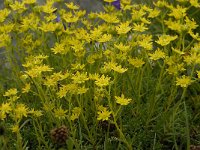 Saxifraga aizoides 25, Saxifraga-Willem van Kruijsbergen